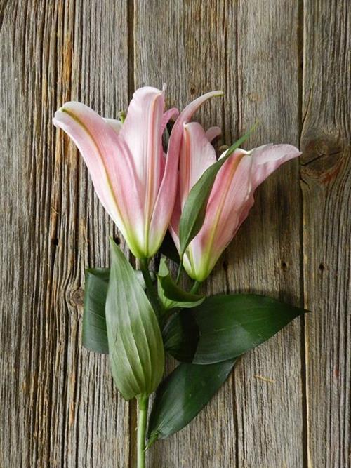 TABLE DANCE PINK OT HYBRID ORIENTAL LILIES